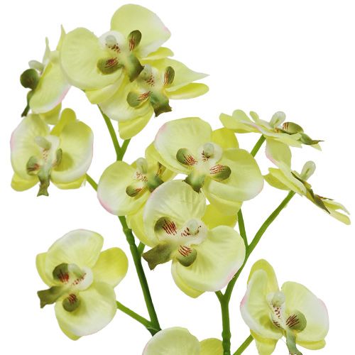 Floristik24 Mini orchid light green with globe 30cm
