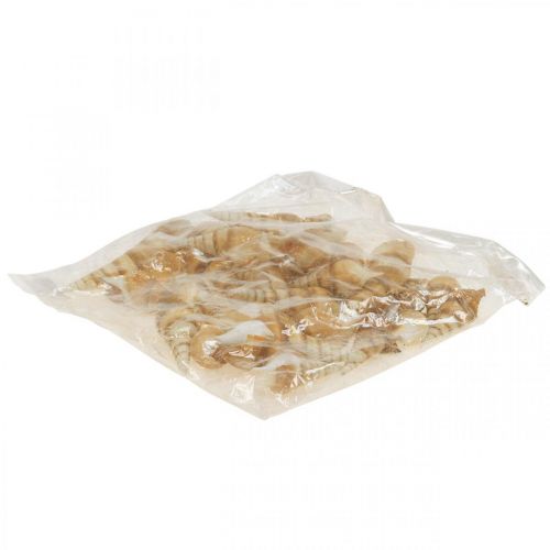 Floristik24 Deco maritime snail shell pointed 1kg