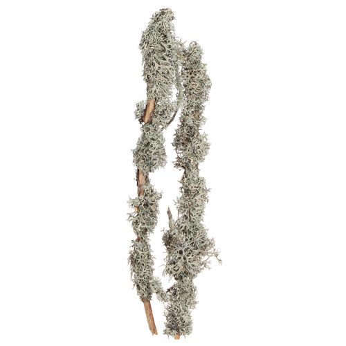 Decorative branches grey moss decorative branches lichen branches 30-60cm 1kg