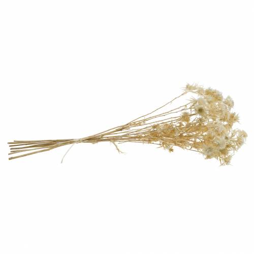 Product Dried Flower Thistle Branch Bleached 80g