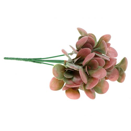 Floristik24 Echeveria branch green, plum 24cm 6pcs