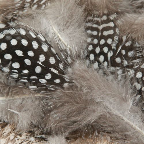 Product Real Guinea Fowl Feathers Decorative Feathers Natural 4-12cm 100 Pcs