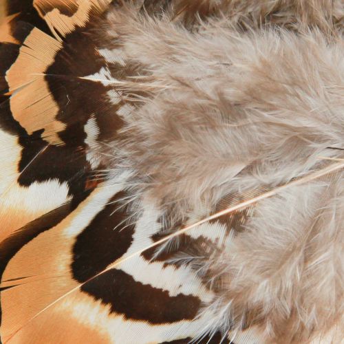 Product Real bird feathers decorative feathers striped 3-4cm 60pcs