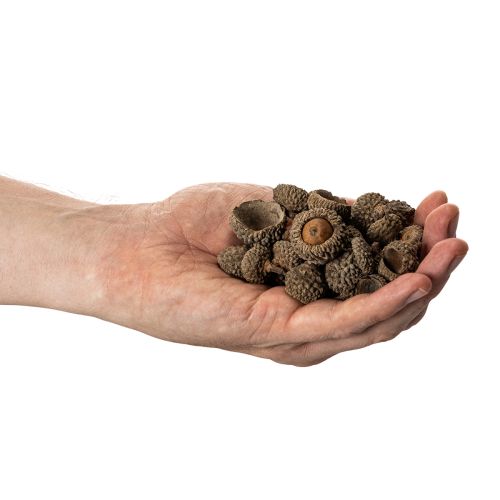 Product Natural acorn caps, decorative bowls for autumn and Advent, 2cm, 300g