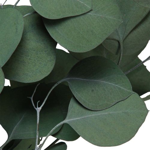 Floristik24 Eucalyptus branches green decorative branches preserved 70-80cm 110g