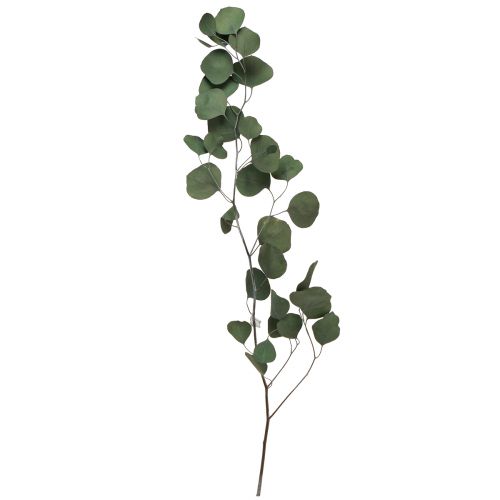 Floristik24 Eucalyptus branches green decorative branches preserved 70-80cm 110g