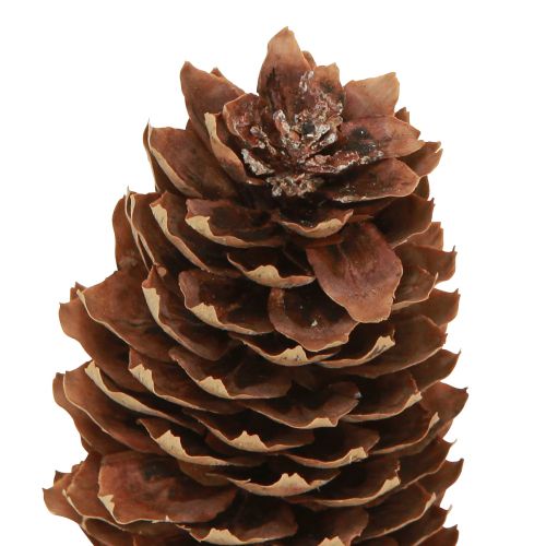 Product Spruce cones natural decorative cones for crafting 10-11cm 5 pcs