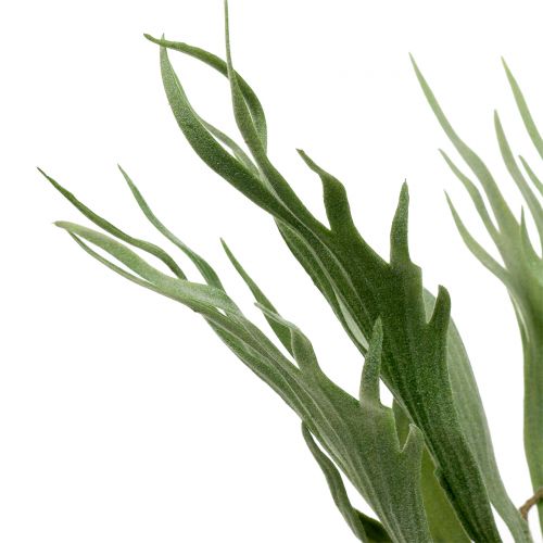 Floristik24 Antler Fern 40cm