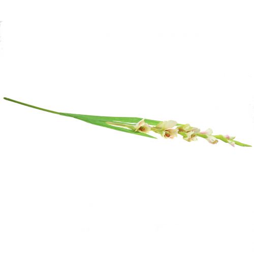Floristik24 Gladiolus white 93cm