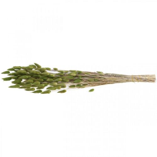 Floristik24 Rabbit Tail Grass Lagurus Dried Green 60cm 50g