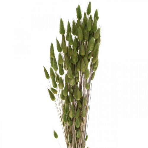 Floristik24 Rabbit Tail Grass Lagurus Dried Green 60cm 50g