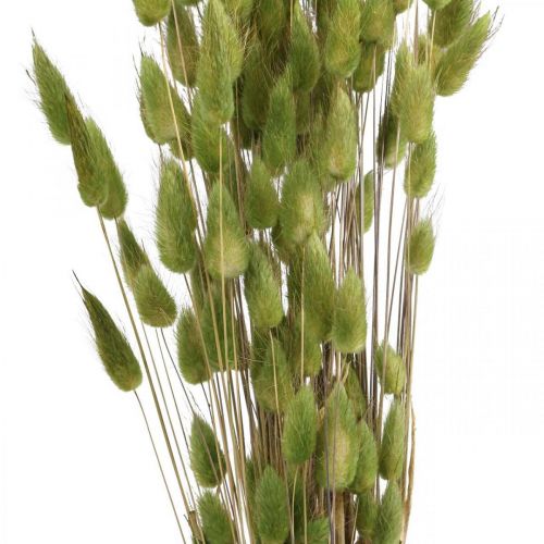 Floristik24 Rabbit Tail Grass Lagurus Dried Green 60cm 50g