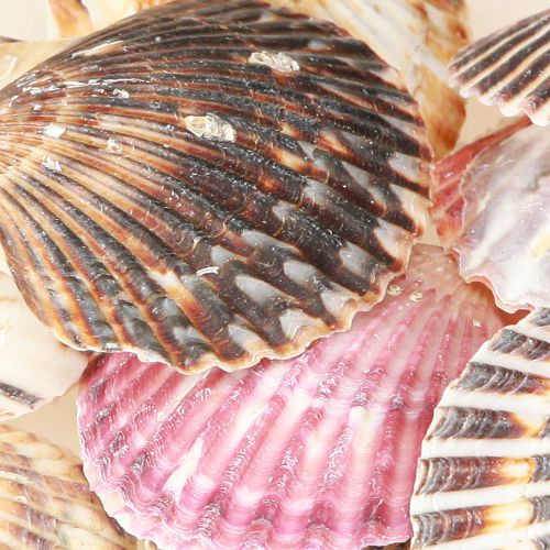 Product Empty cockles in natural shell decoration 3cm–5cm 300g