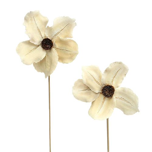 Wooden flower as plug bleached Ø9-12cm L45cm 15 pcs