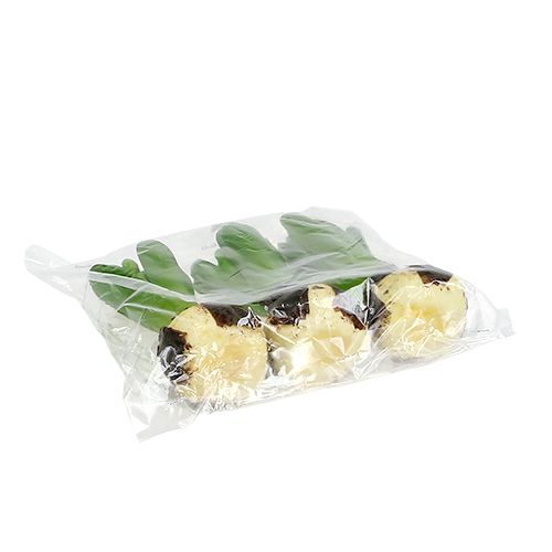 Floristik24 Hyacinth green 15cm with onion 3pcs