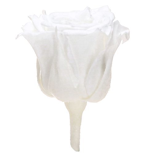 Floristik24 Mini Forever Roses Preserved Flowers White Ø3cm 16pcs