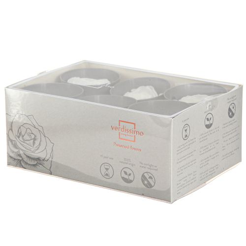 Floristik24 Forever Rose Preserved Flowers White Roses Ø6cm 6pcs