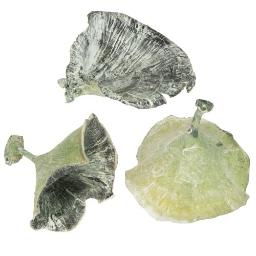 Product Kalix Mushroom Green, White Washed 100 pcs