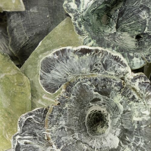 Product Kalix Mushroom Green, White Washed 100 pcs