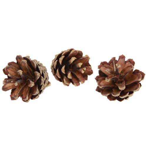 Pine cones decoration Scots pine cones natural 4-5cm 250g