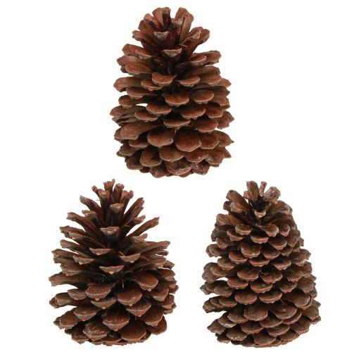 Product Pine cones Pinus Maritima maritime pine cones decoration 12-13cm 3 pcs