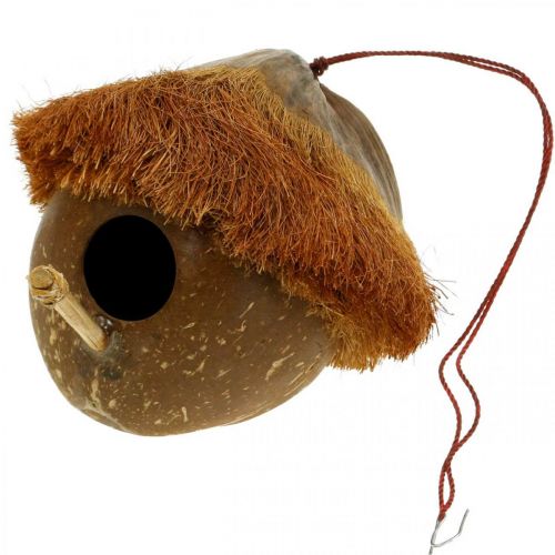 Floristik24 Coconut as a nesting box, birdhouse to hang, coconut decoration Ø16cm L46cm