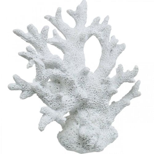 Floristik24 Maritime decoration coral white summer decoration 14.5×14.5cm