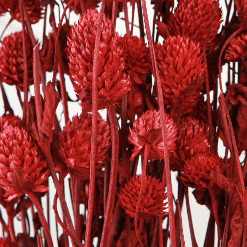 Product Globe amaranth Gomphrena Globosa in dark red L45cm 100g