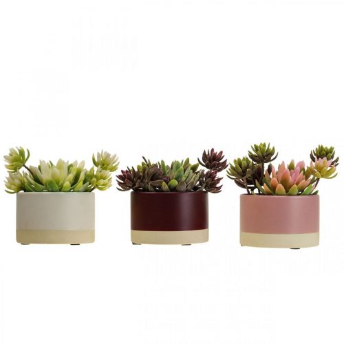 Floristik24 Artificial plants in pots artificial succulents H13cm 3pcs