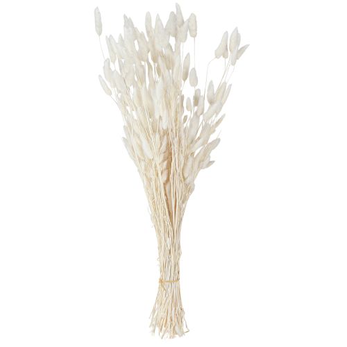 Floristik24 Dried Flowers Lagurus ovatus Hare's Tail Cream 55-70cm 100g