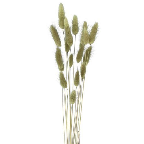 Product Lagurus Dried Hare&#39;s Tail Grass Olive 65-70cm 100g