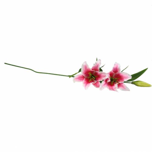 Floristik24 Oriental Lily "Stargazer" White, Pink 86cm