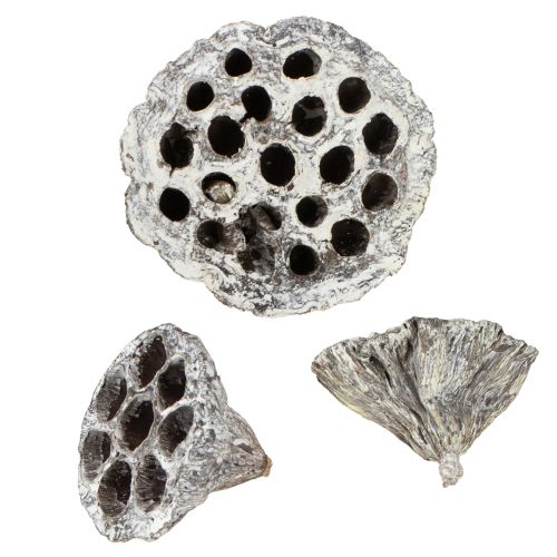 Product Lotos Natural Decorative Lotus Flask White Washed 6-8cm 50 pcs