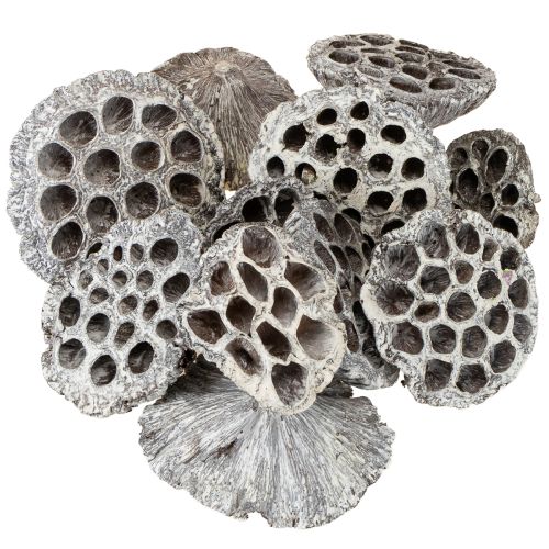 Product Lotos Natural Decorative Lotus Flask White Washed 6-8cm 50 pcs