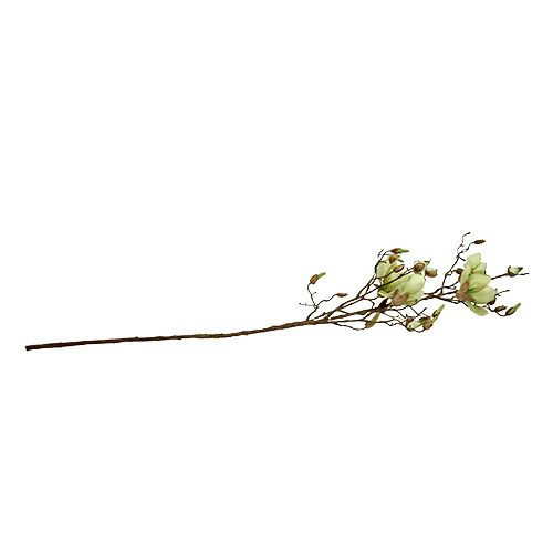 Floristik24 Magnolia branch green L110cm