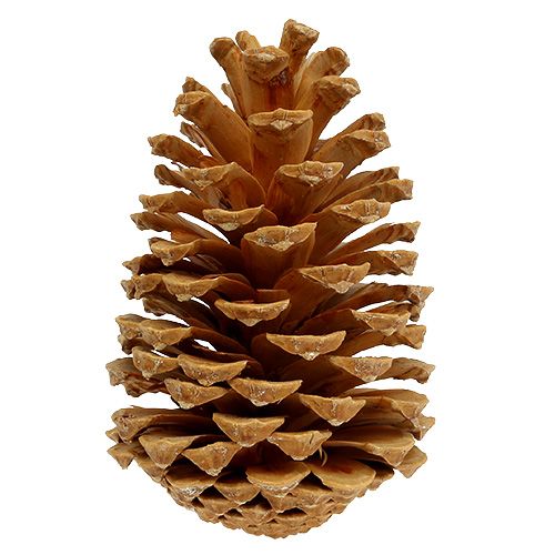 Product Maritima cones cream-vanilla mixed 5-18cm 25 pcs