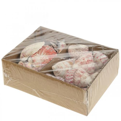 Floristik24 Maritime decoration real shells snail shells decoration 700g