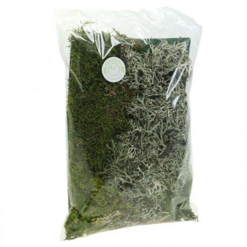 Floristik24 Decorative moss for handicrafts Moss and lichen mix green, gray 100g