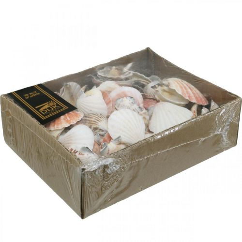 Floristik24 Shell box, natural scallops, maritime decoration H3–5cm 900g