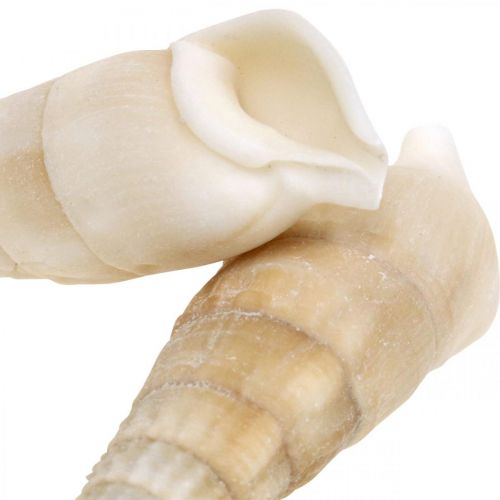 Product Deco snails white, sea snail natural decoration 2-5cm 1kg