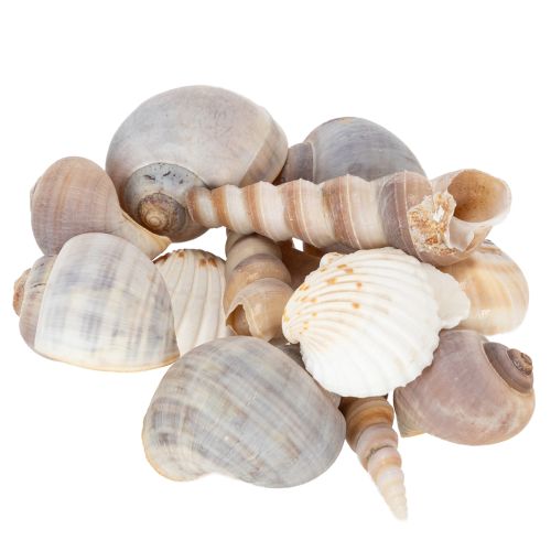 Product Shells and snails Natural maritime decorative items for stylish interior design 500g