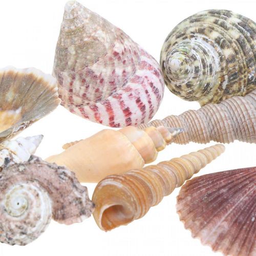 Floristik24 Shell mix, shells and snail shells, summer decoration H3–5cm/L2.5–9cm 950g