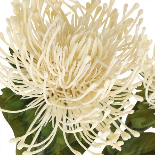 Product Pin cushion artificial flowers exotic Protea Leucospermum cream 73cm 3pcs