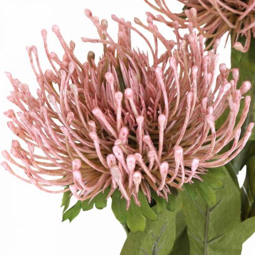 Product Autumn flower pincushion artificial Protea Rosa Leucospermum 73cm 3pcs