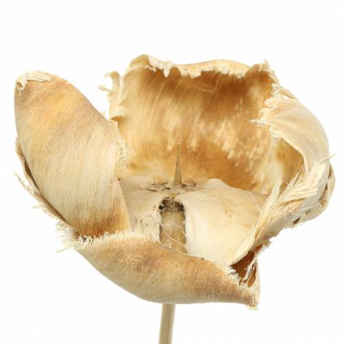 Product Natural Blossom, Palm Cup on a Stick Bleached 25 pcs