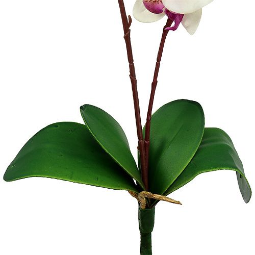 Floristik24 Orchid with 2 branches 60cm white-pink