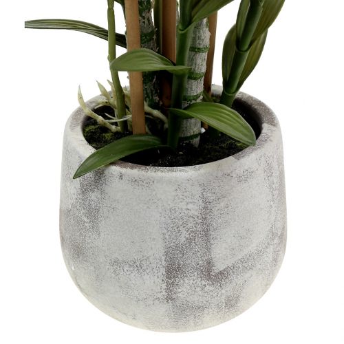 Floristik24 Orchid in a violet pot H55cm