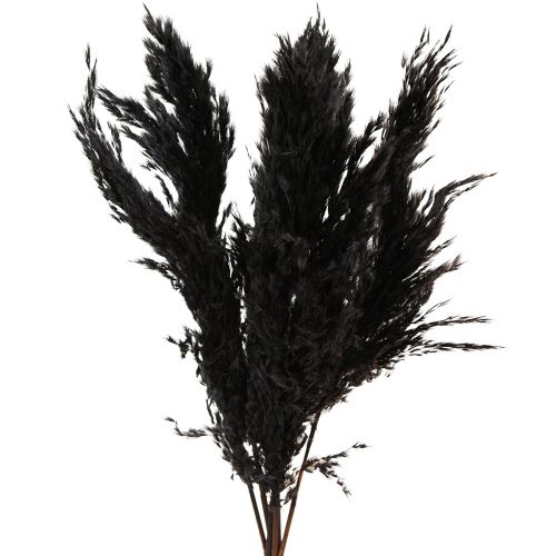 Floristik24 Pampas Grass Black 65-75cm Dried Grasses Natural Decoration 6 Pcs