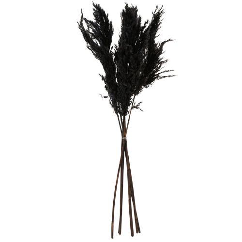 Product Pampas Grass Black 65-75cm Dried Grasses Natural Decoration 6 Pcs