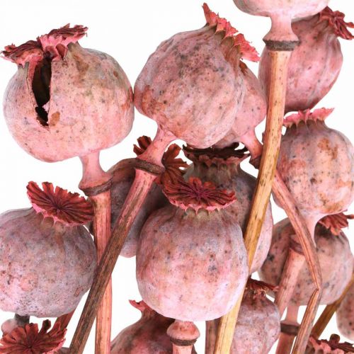 Floristik24 Dry Deco Poppy Capsules Pink Poppy Colored Dried Flowers 75g